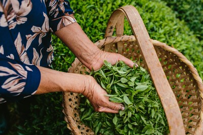 Numi Gunpowder Green Tea Bags, 18/Box (10109)