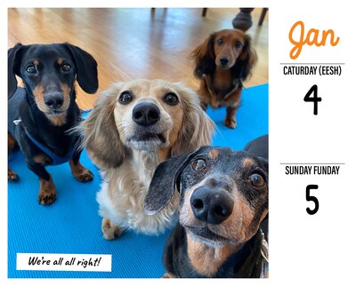 2025 Willow Creek Crusoe the Celebrity Dachshund 6" x 5.5" Day-to-Day Calendar, Multicolor (40768)