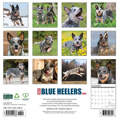 2025 Willow Creek Just Blue Heelers 12 x 12 Monthly Wall Calendar, Multicolor (41888)