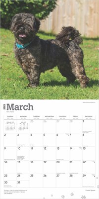 2025 BrownTrout Lhasa Apsos 12" x 12" Monthly  Wall Calendar (9781975478315)