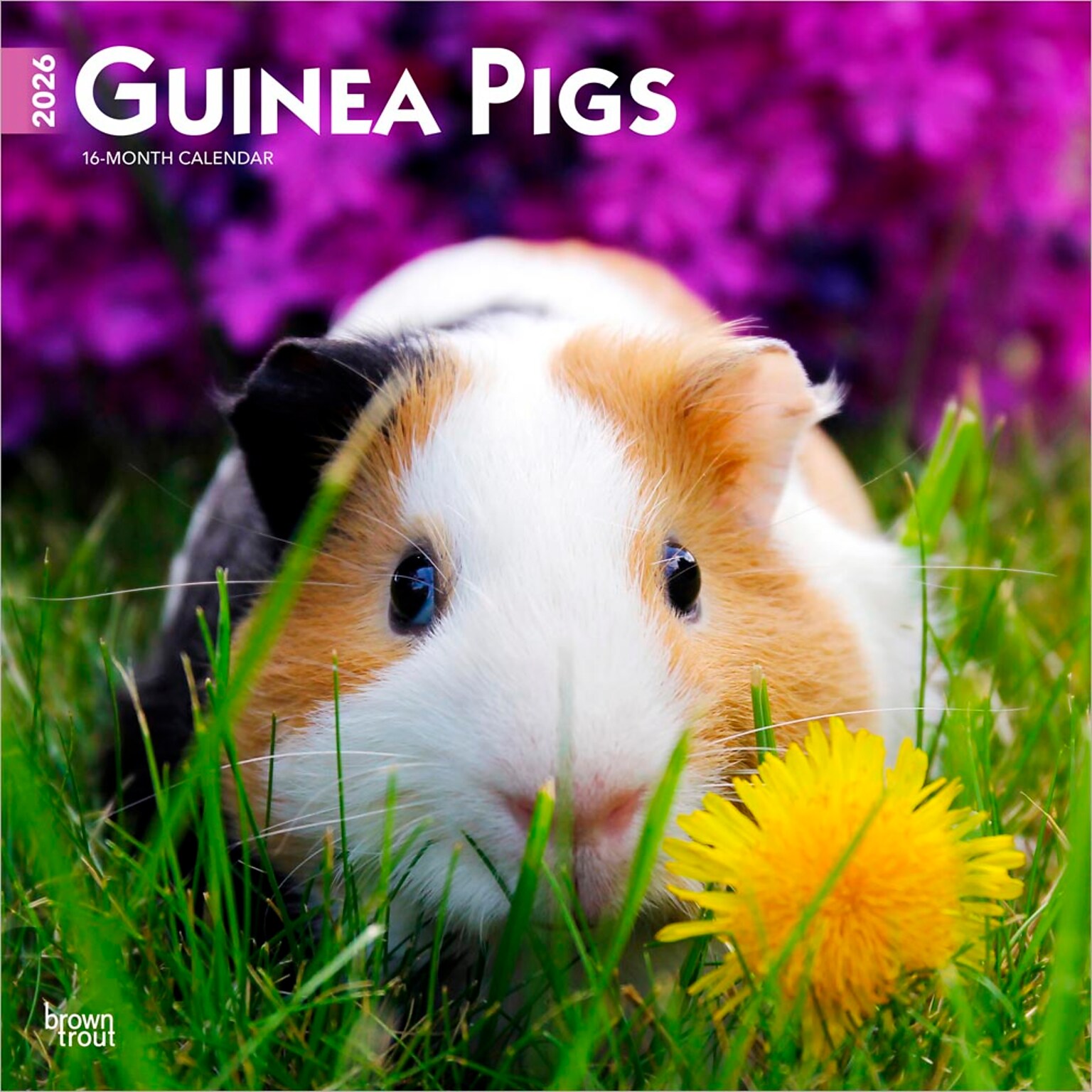 2026 BrownTrout Guinea Pigs 12 x 12 Monthly Wall Calendar (9798330703579)
