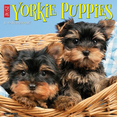 2027 Willow Creek Yorkie Puppies 12 x 12 Monthly Wall Calendar, Assorted Colors (63101)
