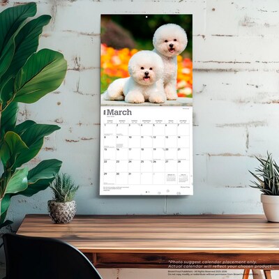 2026 BrownTrout Bichon Frise 12" x 12" Monthly Wall Calendar (9798330702411)