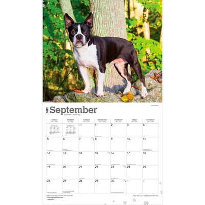 2027 BrownTrout For the Love of Boston Terriers 14" x 12" Monthly Wall Calendar, Assorted Colors (9798330714667)