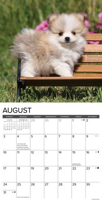 2025 Willow Creek Just Pomeranian Puppies 12" x 12" Monthly Wall Calendar (44490)