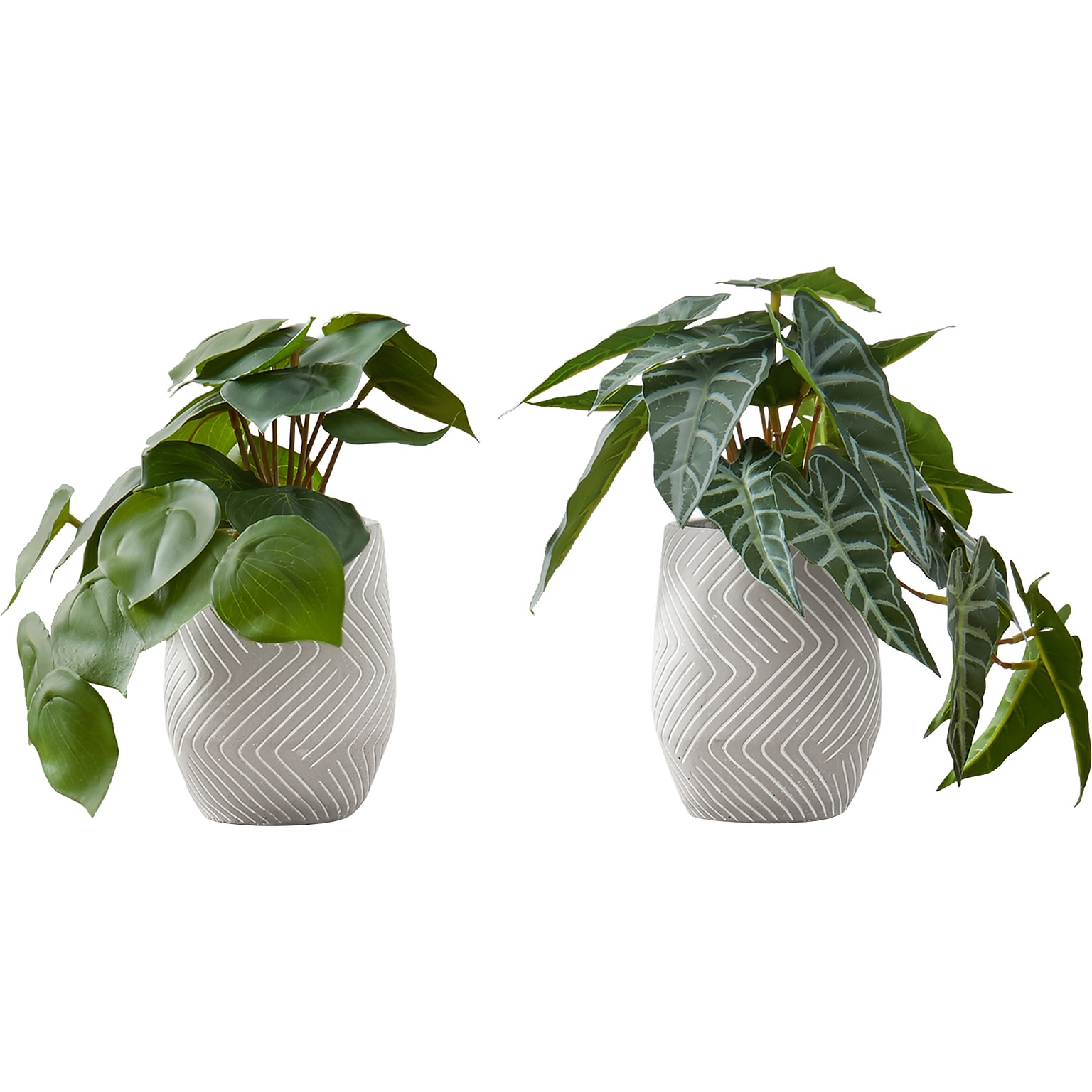 Monarch Specialties Inc. Alocasias in Pots, 2/Pack (I 9582)