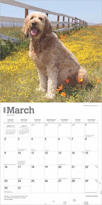 2025 BrownTrout Goldendoodles 12" x 12" Monthly Square Wall Calendar (9781975477080)
