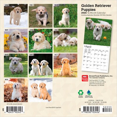 2026 BrownTrout Golden Retriever Puppies 7 x 7 Monthly Wall Calendar (9798330703456)