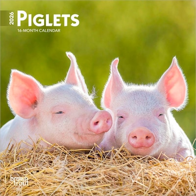 2026 BrownTrout Piglets 7 x 7 Monthly Wall Calendar (9798330705122)