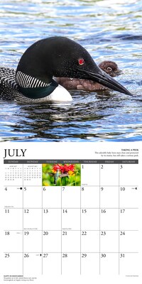 2027 Willow Creek Life in the Northwoods  12" x 12" Monthly Wall Calendar (61022)