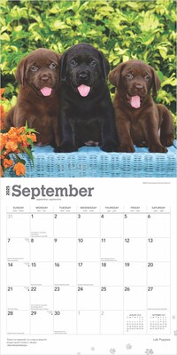 2025 BrownTrout Labrador Retriever Puppies 12" x 12" Monthly Wall Calendar (9781975477301)