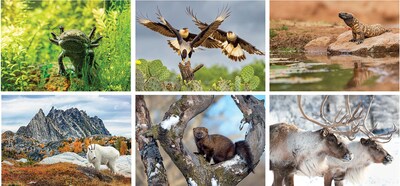 Custom North America Wildlife Spiral Wall Calendar