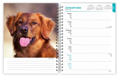 2026 BrownTrout Golden Retrievers 6.5" x 7.75" Weekly Planner (9798330703470)
