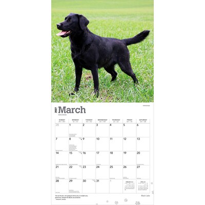 2027 BrownTrout Black Labrador Retrievers 12" x 12" Monthly Wall Calendar (9798330712557)