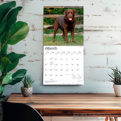 2027 BrownTrout Chocolate Labrador Retrievers 12" x 12" Monthly Wall Calendar (9798330712564)