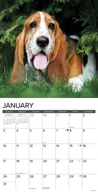 2027 Willow Creek Basset Hounds 12" x 12" Monthly Wall Calendar, Assorted Colors (59043)