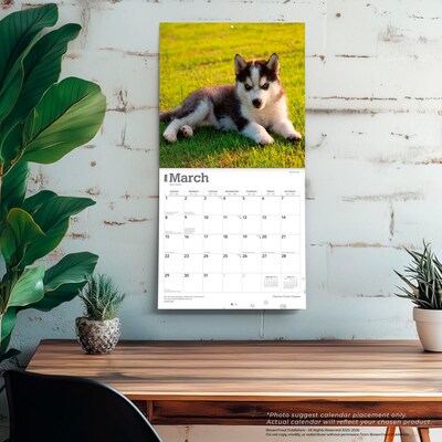 2026 BrownTrout Siberian Husky Puppies 12" x 12" Monthly Wall Calendar (9798330705603)