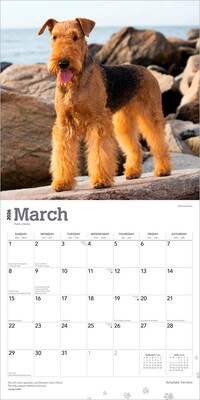 2026 BrownTrout Airedale Terriers 12" x 12" Monthly Wall Calendar (9798330702015)