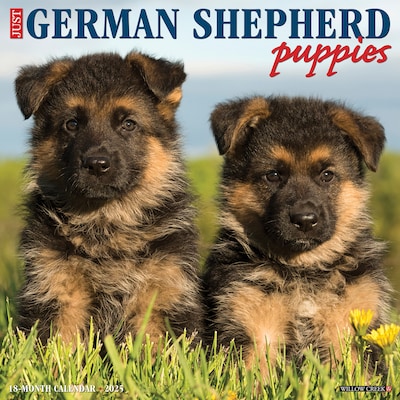 2025 Willow Creek Just German Shepherd Puppies 12 x 12 Monthly Wall Calendar (43011)