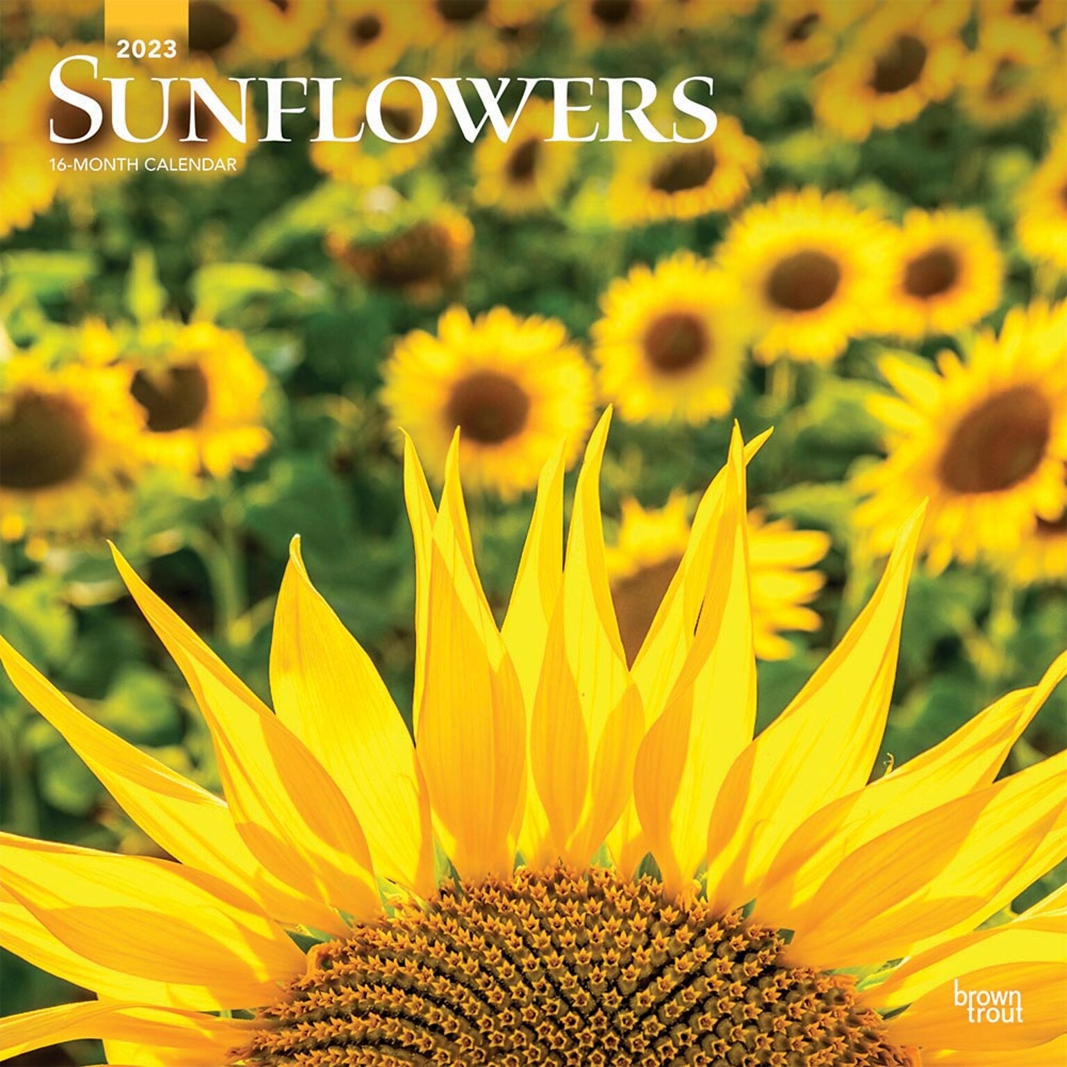 2023 BrownTrout Sunflowers 12 x 24 Monthly Wall Calendar, (9781975448837)