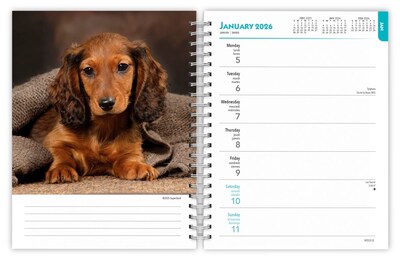 2026 BrownTrout Dachshunds 6.5" x 7.75" Weekly Planner (9798330703104)