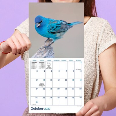 2027 TF Publishing Backyard Birds 7" x 7" Monthly Wall Calendar, Multicolored (27-2013)