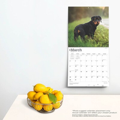 2025 BrownTrout Rottweilers 12" x 12" Monthly  Wall Calendar (9781975477646)