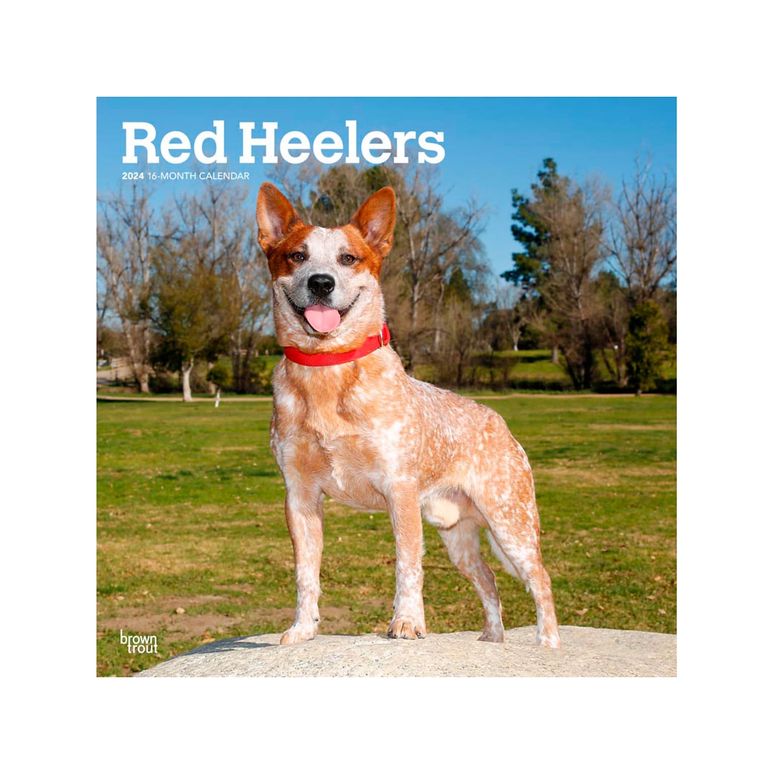 2024 BrownTrout Red Heelers 12" x 12" Monthly Wall Calendar