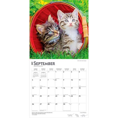 2027 BrownTrout I Love Kittens 12" x 12" Monthly Wall Calendar (9798330711802)