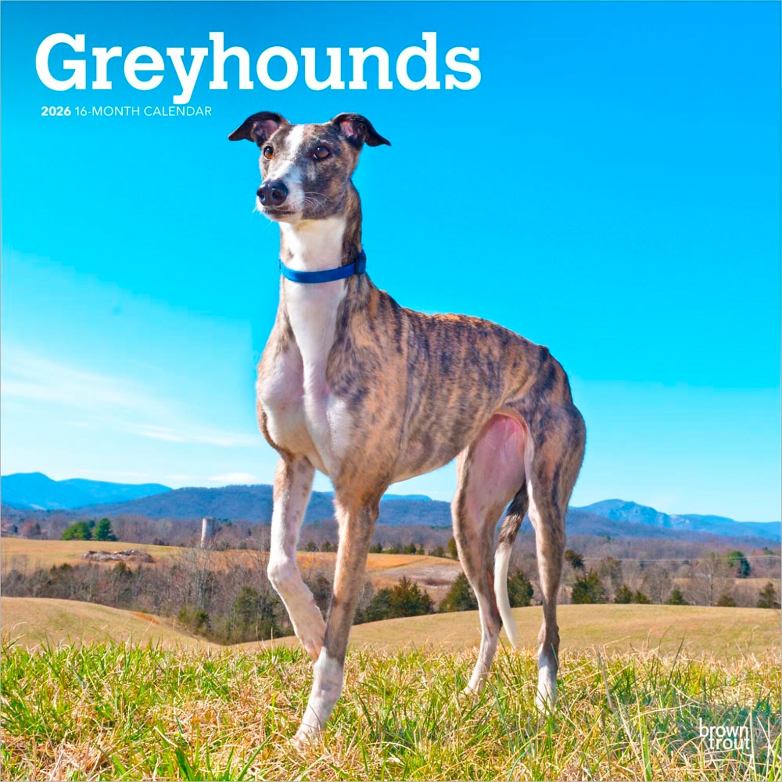 2026 BrownTrout Greyhounds 12 x 12 Monthly Wall Calendar (9798330703555)