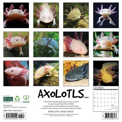 2025 Willow Creek Axolotls 12 x 12 Monthly Wall Calendar (41512)
