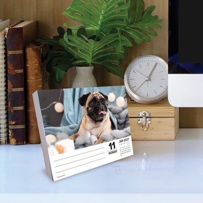 2027 Willow Creek Just Pugs 5.4" x 6.2" Day-to-Day Calendar (63699)