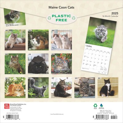 2025 BrownTrout Maine Coon Cats 12" x 24" Monthly Square Wall Calendar, (9781975477387)