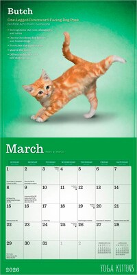 2026 BrownTrout Yoga Kittens 7" x 7" Monthly Wall Calendar (9798330701940)