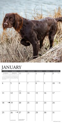 2026 Willow Creek Sporting Dogs 12" x 12" Monthly Wall Calendar (55557)