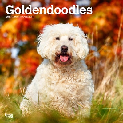 2025 BrownTrout Goldendoodles 12 x 12 Monthly Square Wall Calendar (9781975477080)
