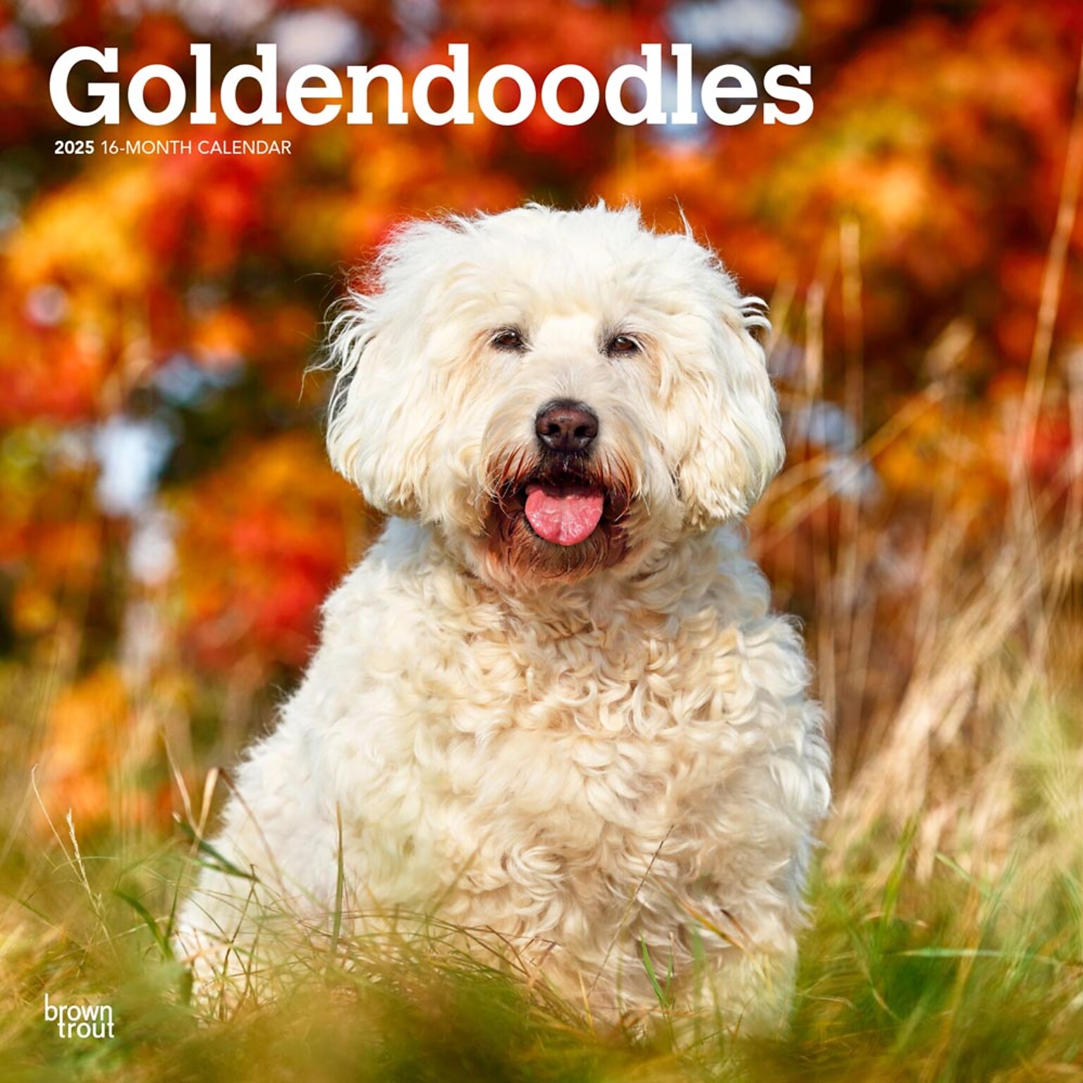 2025 BrownTrout Goldendoodles 12 x 12 Monthly Square Wall Calendar (9781975477080)