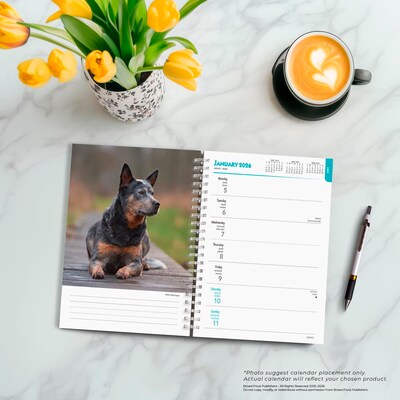 2026 BrownTrout Blue Heelers 6.5" x 7.75" Weekly Planner (9798330702503)