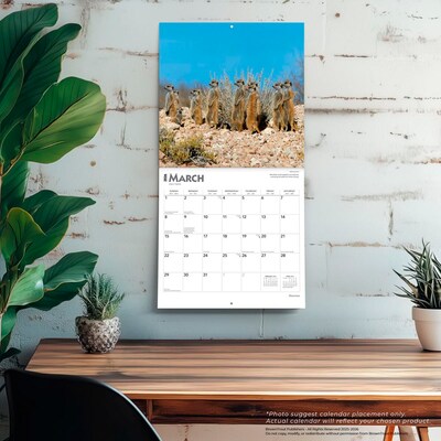 2026 BrownTrout Meerkats 12" x 12" Monthly Wall Calendar (9798330704545)