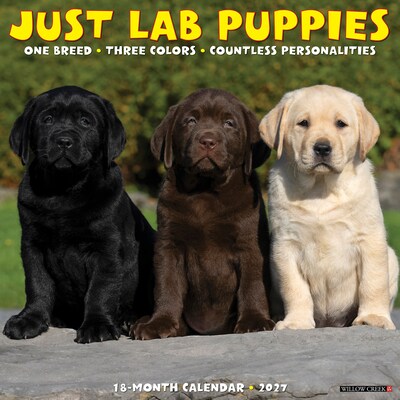2027 Willow Creek Lab Puppies 12 x 12 Monthly Wall Calendar (60964)