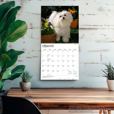 2027 BrownTrout Maltese 12" x 12" Monthly Wall Calendar (9798330714742)