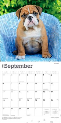 2026 BrownTrout Bulldog Puppies 12" x 12" Monthly Wall Calendar (9798330702664)