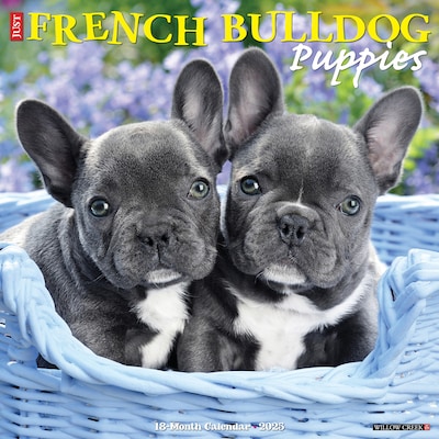 2025 Willow Creek Just French Bulldog Puppies 12 x 12 Monthly Wall Calendar (42946)
