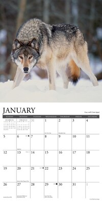 2025 Willow Creek Rocky Mountain Wildlife 12" x 12" Monthly Wall Calendar (44667)