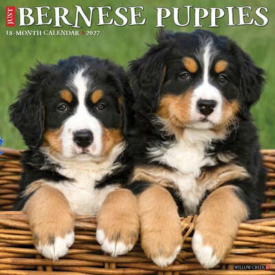 2027 Willow Creek Bernese Mountain Puppies 12 x 12 Monthly Wall Calendar, Assorted Colors (59142)