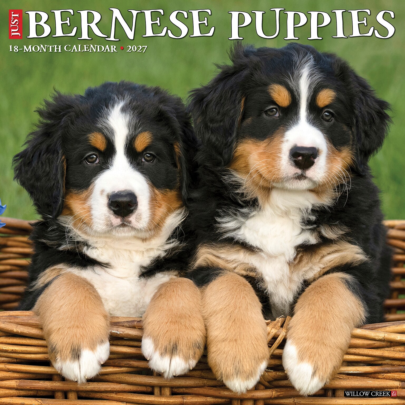 2027 Willow Creek Bernese Mountain Puppies 12 x 12 Monthly Wall Calendar, Assorted Colors (59142)