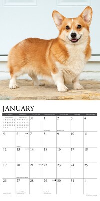 2025 Willow Creek Just Pembroke Corgis 12" x 12" Monthly Wall Calendar (44414)