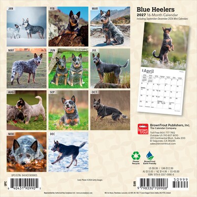 2027 BrownTrout Blue Heelers 7 x 7 Monthly Wall Calendar, Assorted Colors (9798330709908)