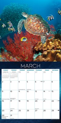 2025 Willow Creek Sea Turtles 12" x 12" Monthly Wall Calendar (44780)
