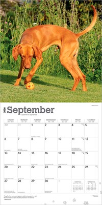 2026 BrownTrout Vizslas 12" x 12" Monthly Wall Calendar (9798330706167)